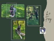 Plymouth Police Department K-9Frey 